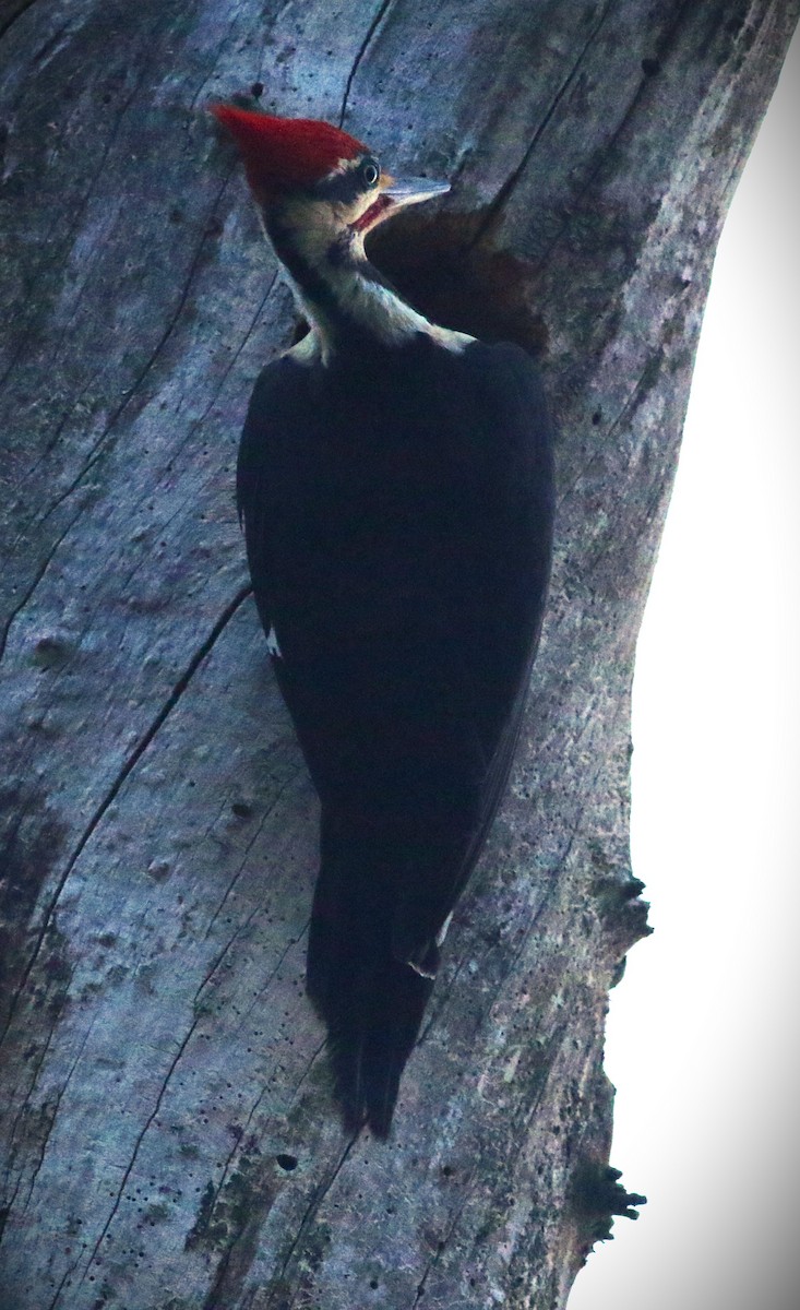 Pileated Woodpecker - Vicky Burke