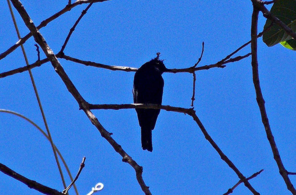 Crested Black-Tyrant - ARNALDO SILVA