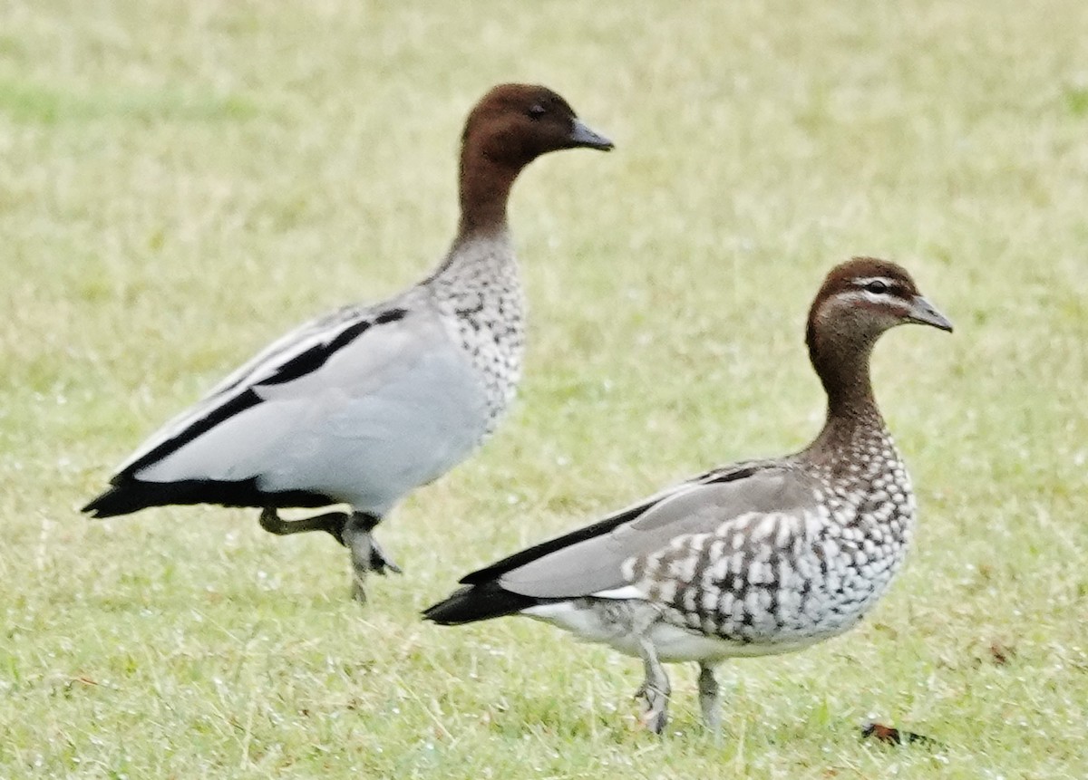 Maned Duck - Alan Coates