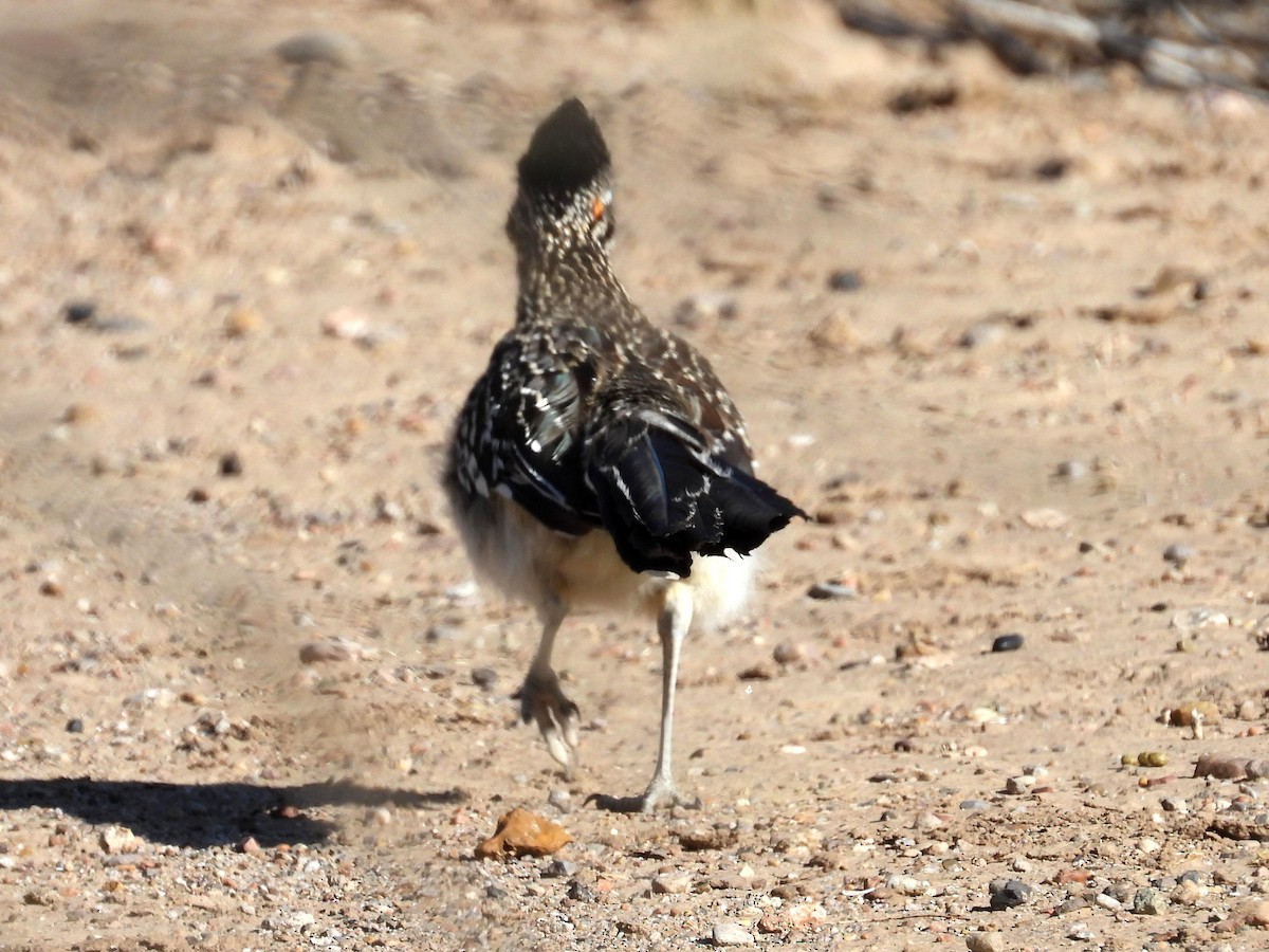 Greater Roadrunner - Ted Hogg