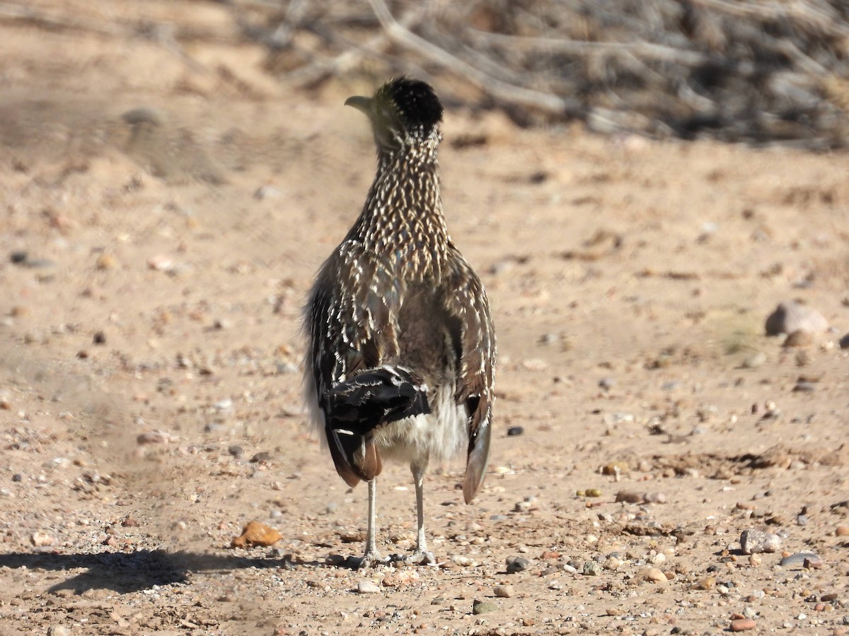 Greater Roadrunner - Ted Hogg