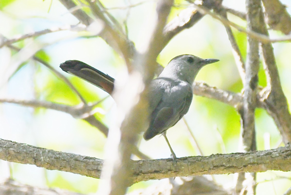 Gray Catbird - Cathryn Dippo