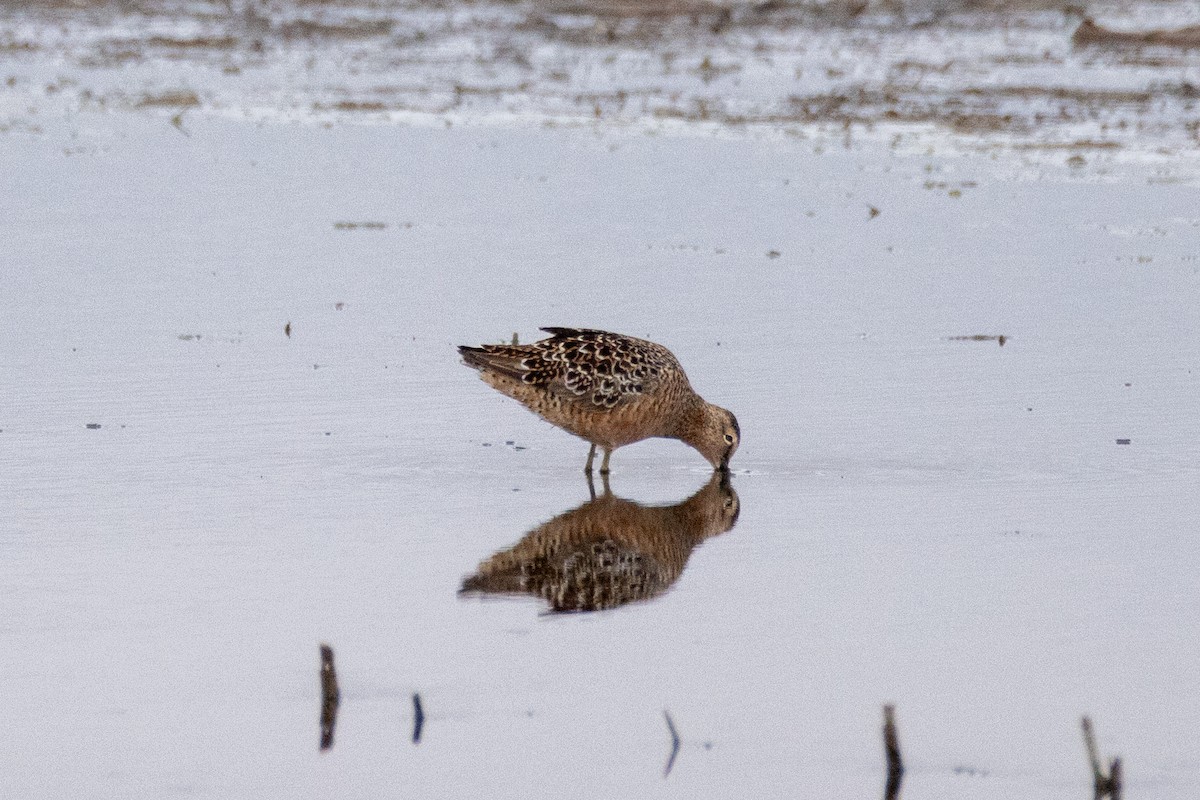 Long-billed Dowitcher - ML618245130