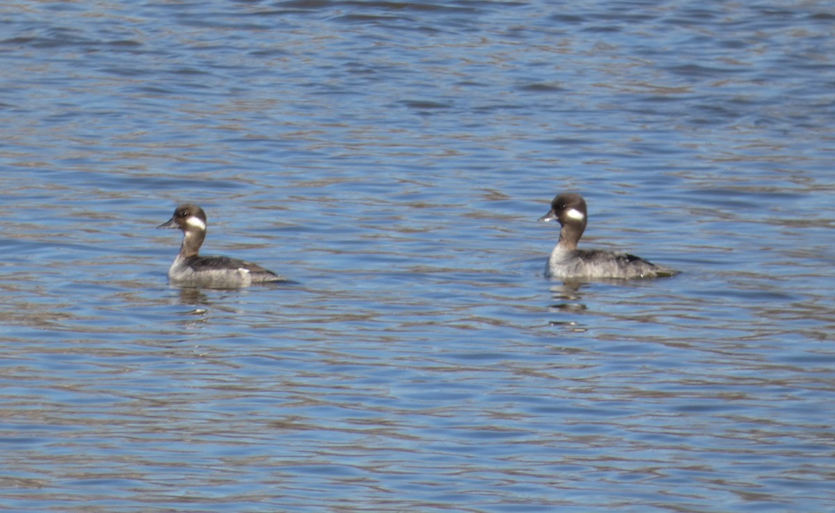 Bufflehead - louis fradette