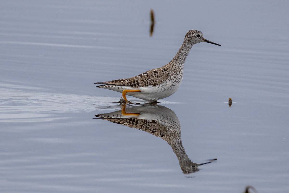 Lesser Yellowlegs - Rick Hughes