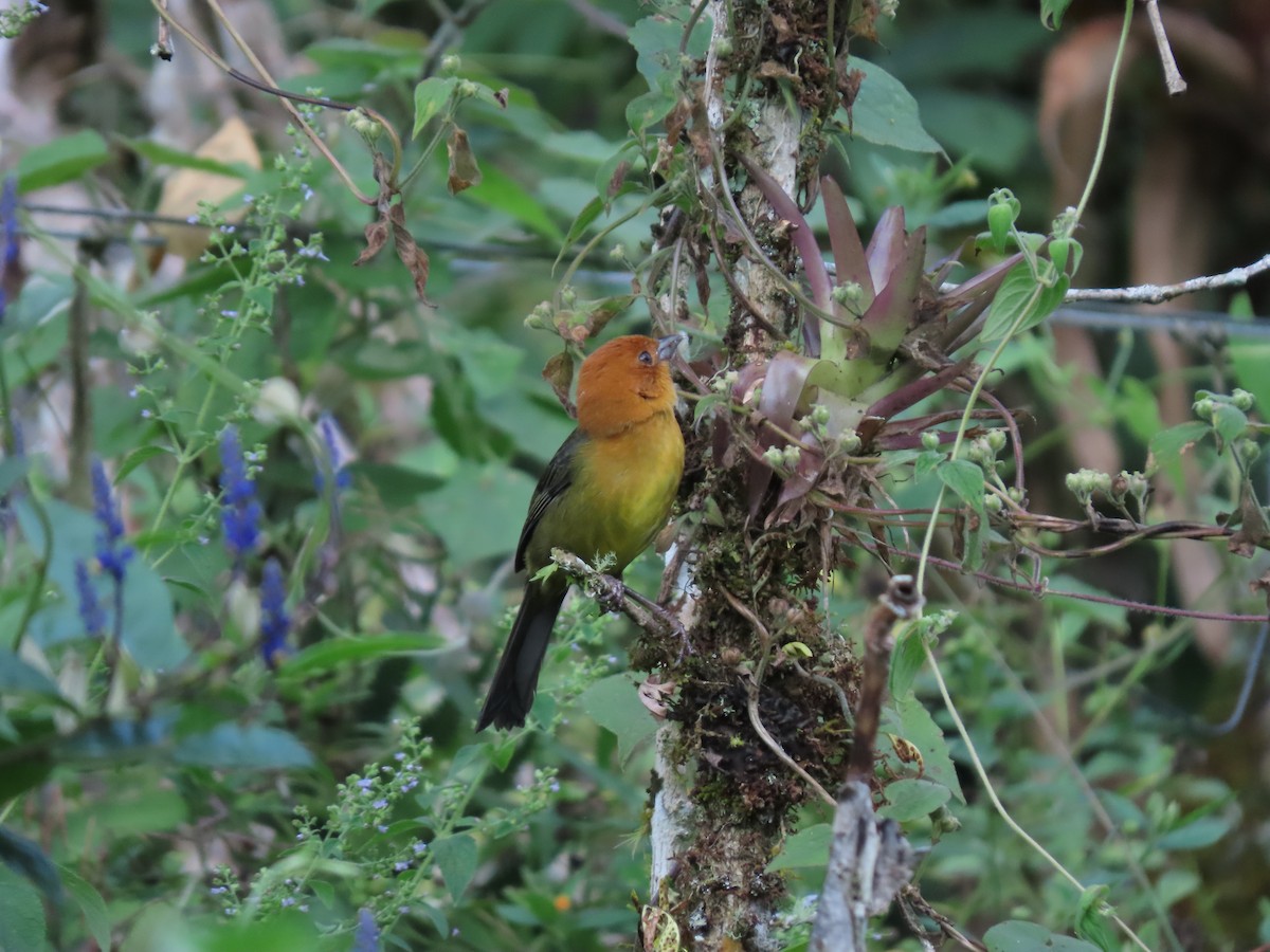 Ochre-breasted Brushfinch - Cristian Cufiño