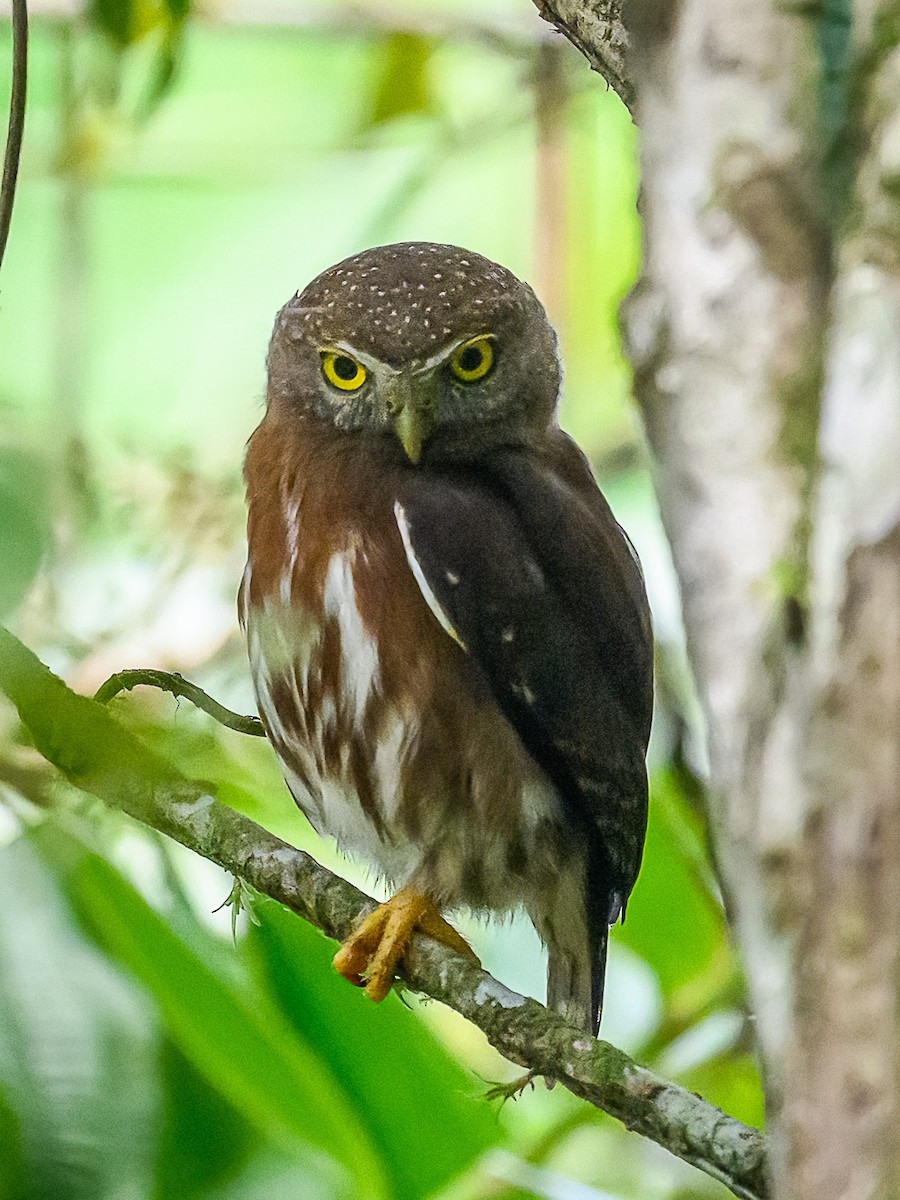 Central American Pygmy-Owl - Clark Johnson