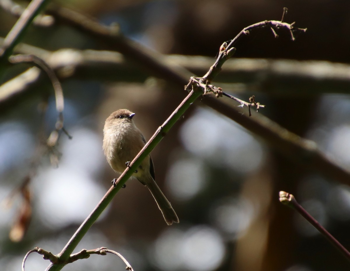 Bushtit (Pacific) - ML618245172