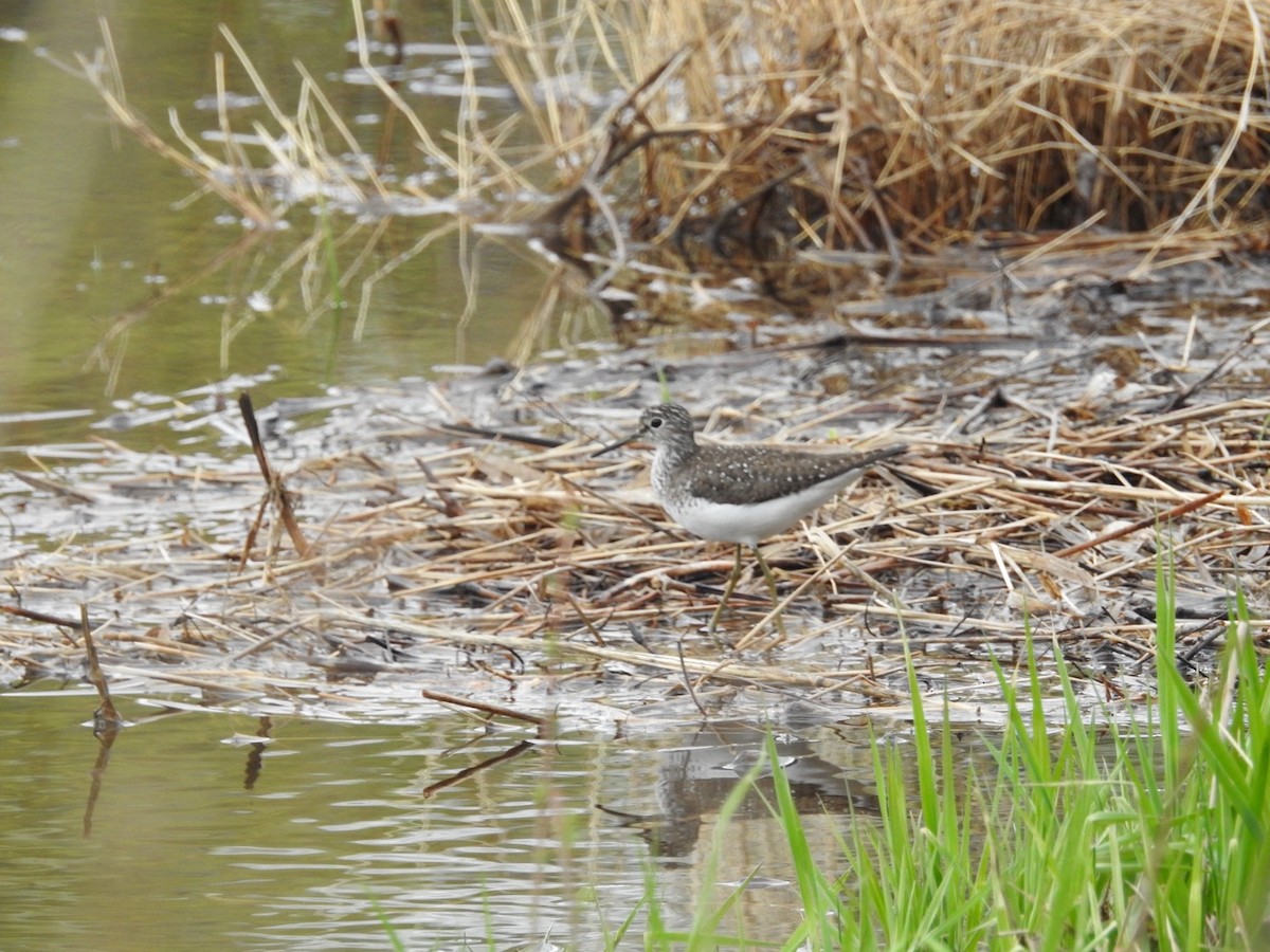 Solitary Sandpiper - Andy McGivern