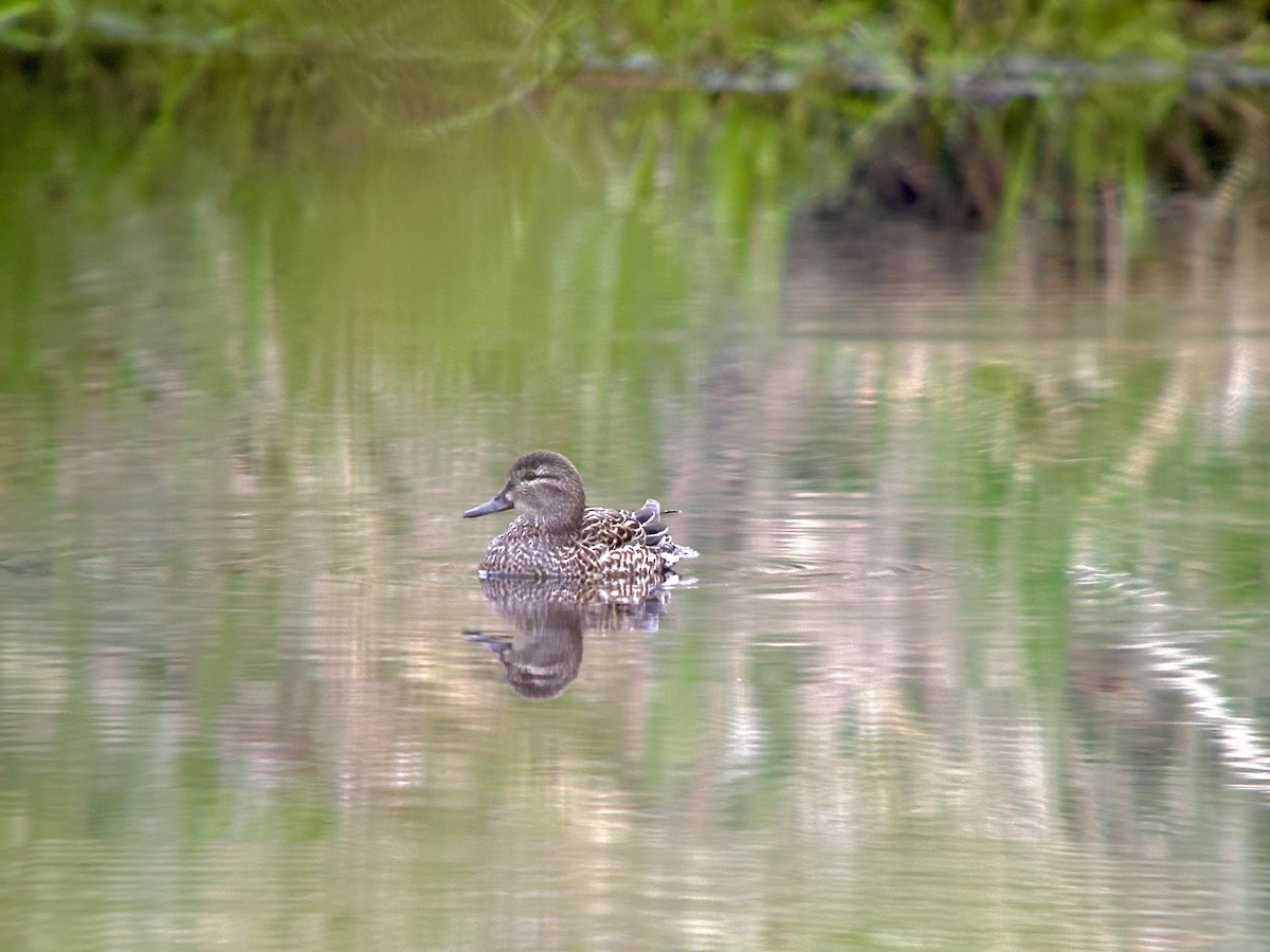 Green-winged Teal - Detlef Buettner