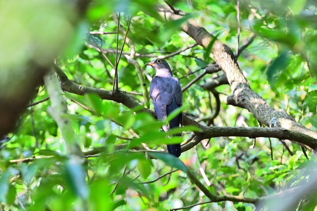 Oriental Cuckoo - Weber Tsai
