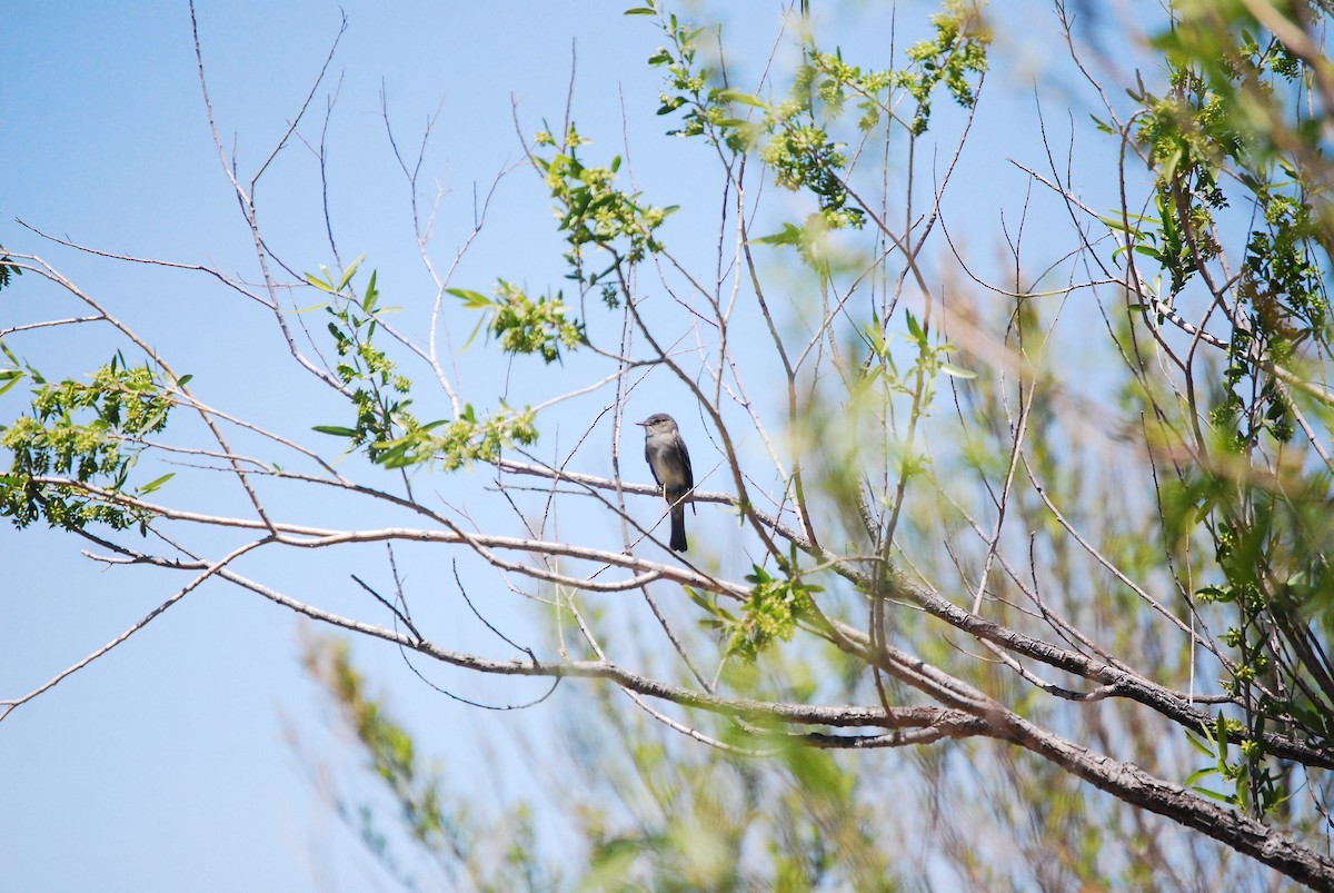 Western Wood-Pewee - Dana Parsons