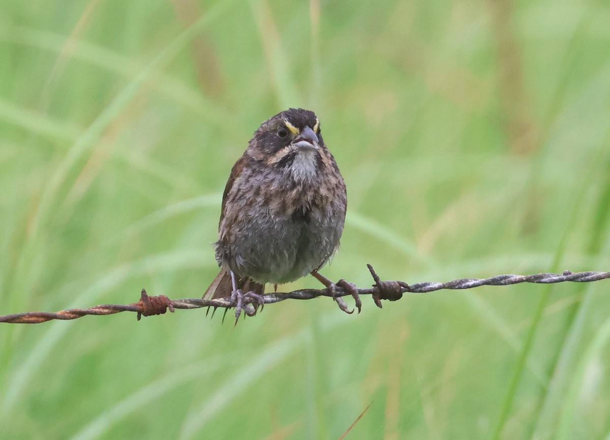 Seaside Sparrow - ML618245210