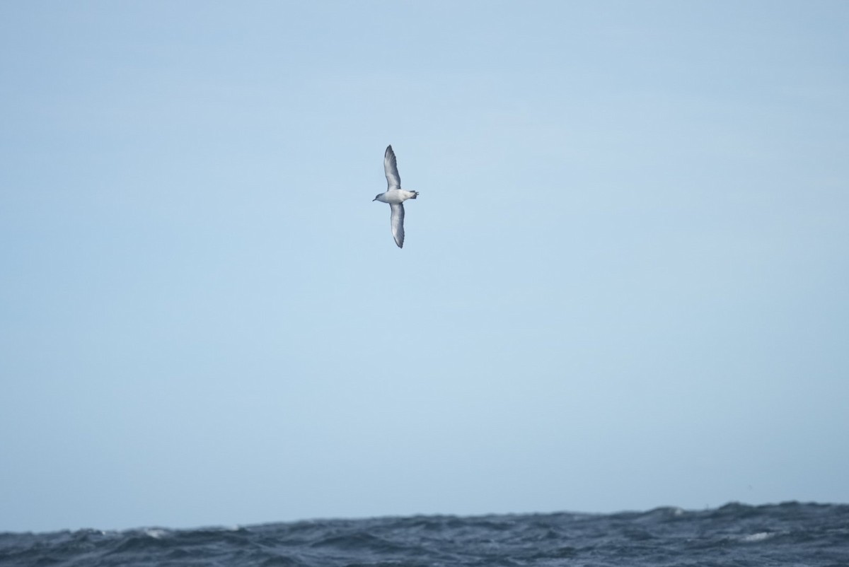 Subantarctic Shearwater - ML618245219