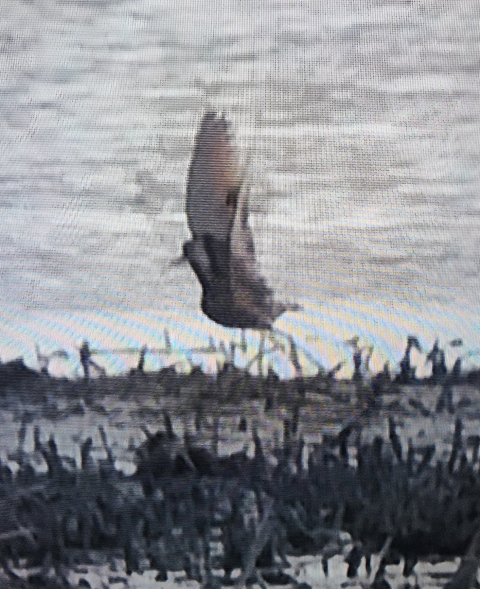 Marbled Godwit - ML618245240