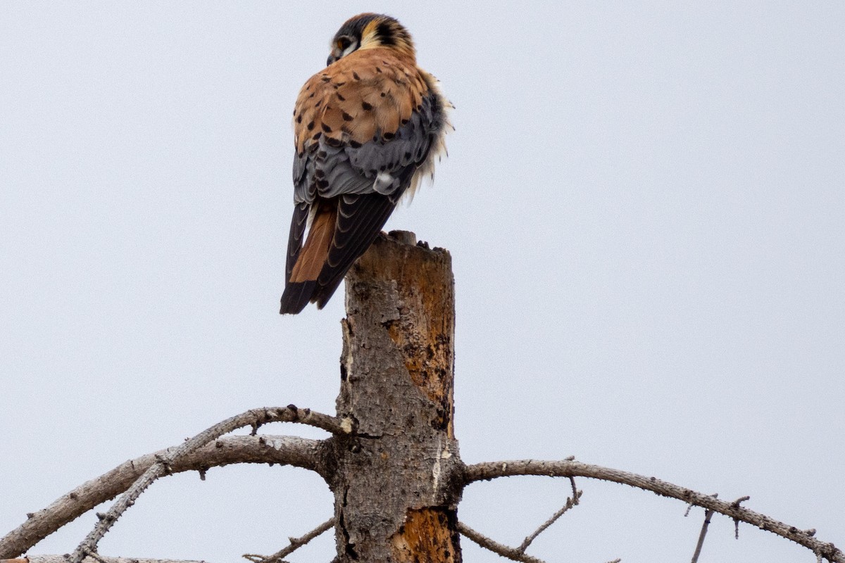 American Kestrel - ML618245292