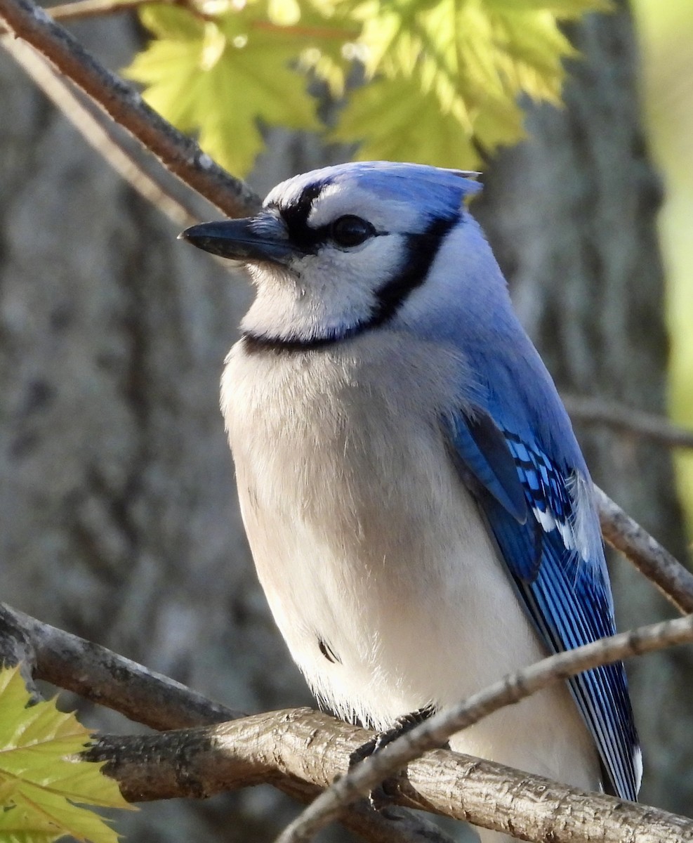 Blue Jay - Stella Miller