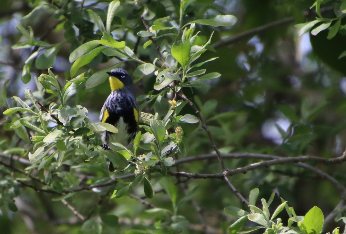 Kronenwaldsänger (Audubonwaldsänger) - ML618245338