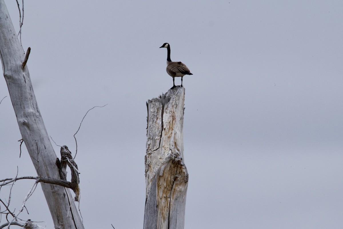 Canada Goose - ellery walch