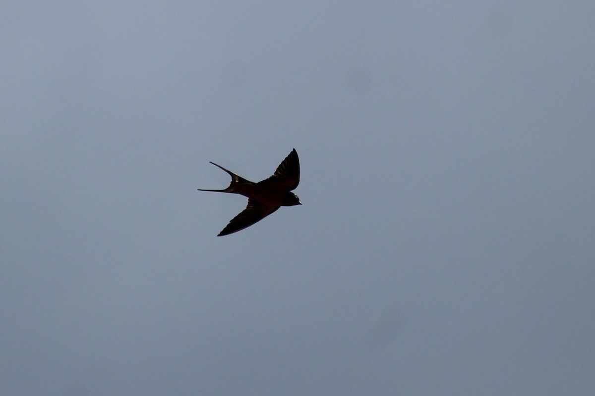 Barn Swallow - Connor Thomas