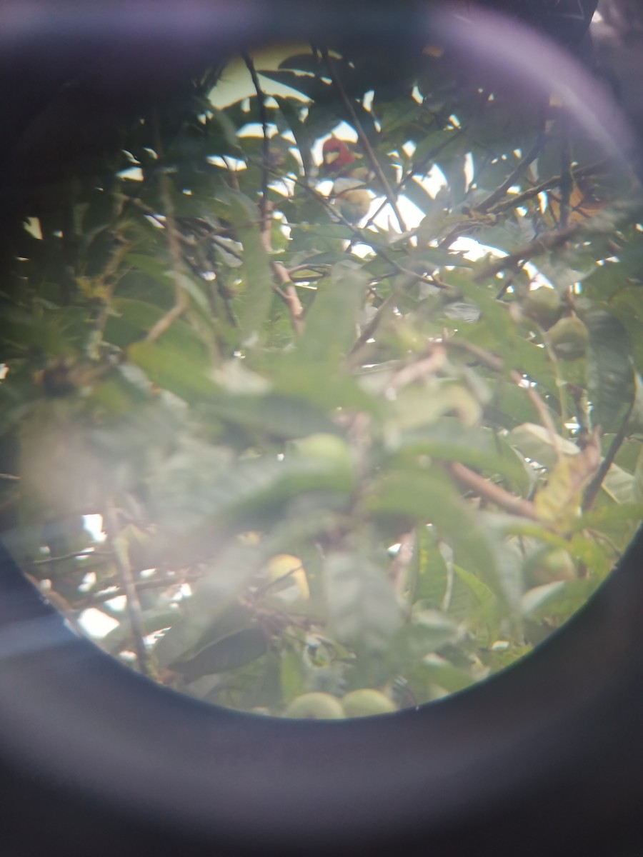 Red-headed Barbet - Víctor Andrade