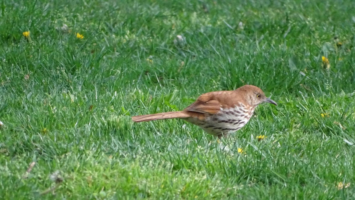 Brown Thrasher - ML618245387