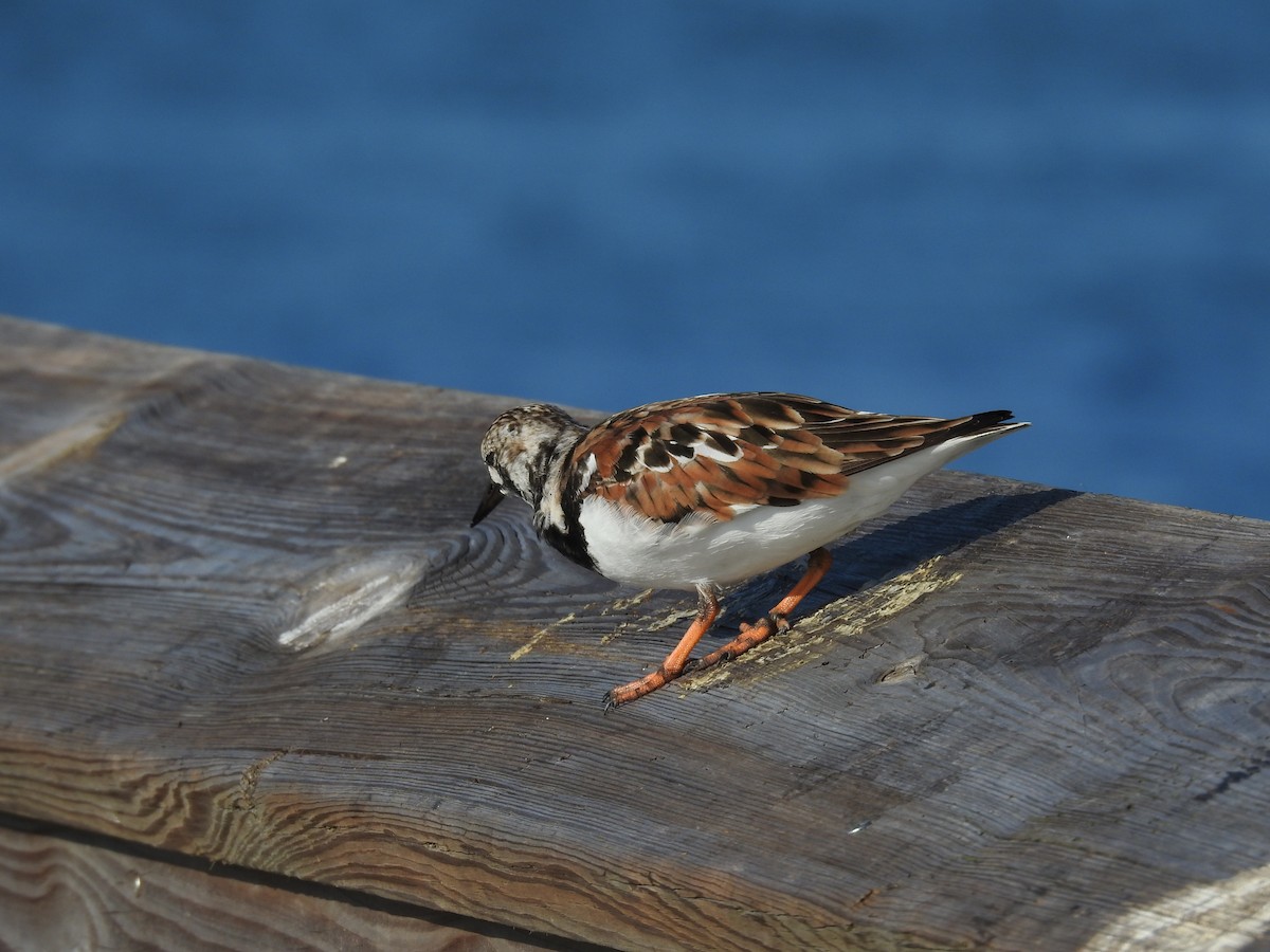 Ruddy Turnstone - ML618245389