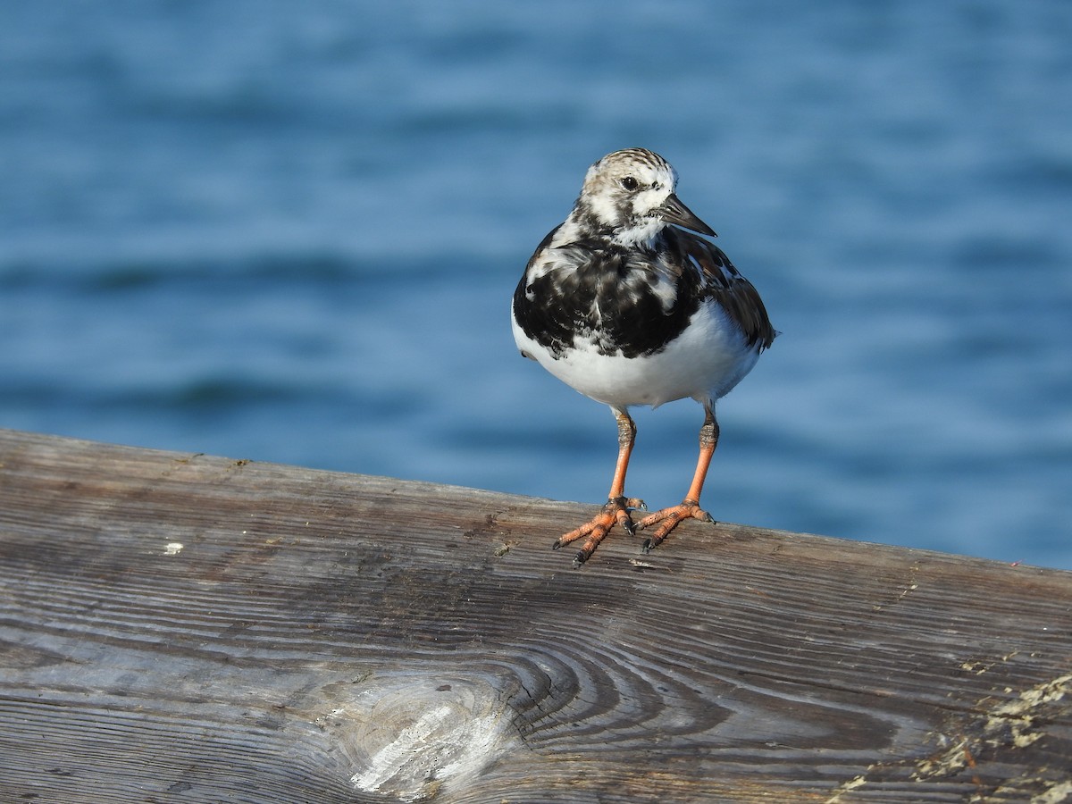 Ruddy Turnstone - ML618245390