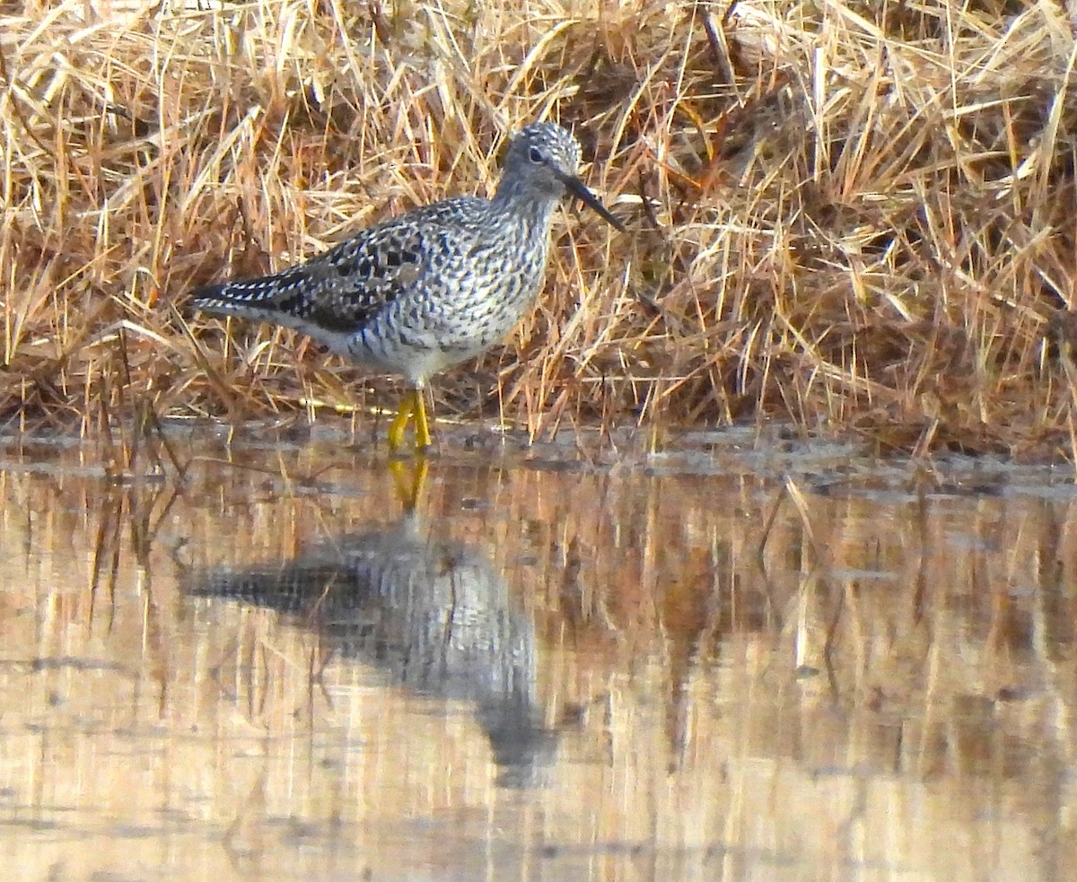 Greater Yellowlegs - Stacy Studebaker