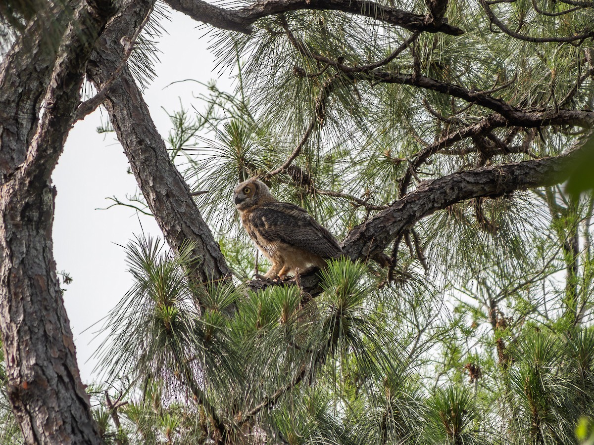 Great Horned Owl - varun tipnis