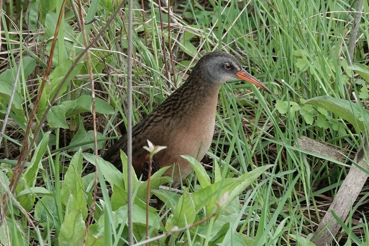 Virginia Rail (Virginia) - ML618245429