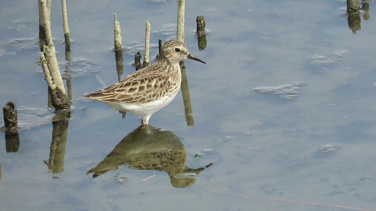 Least Sandpiper - d w