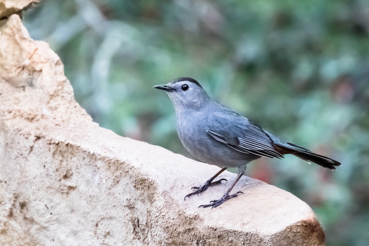 Gray Catbird - ML618245449