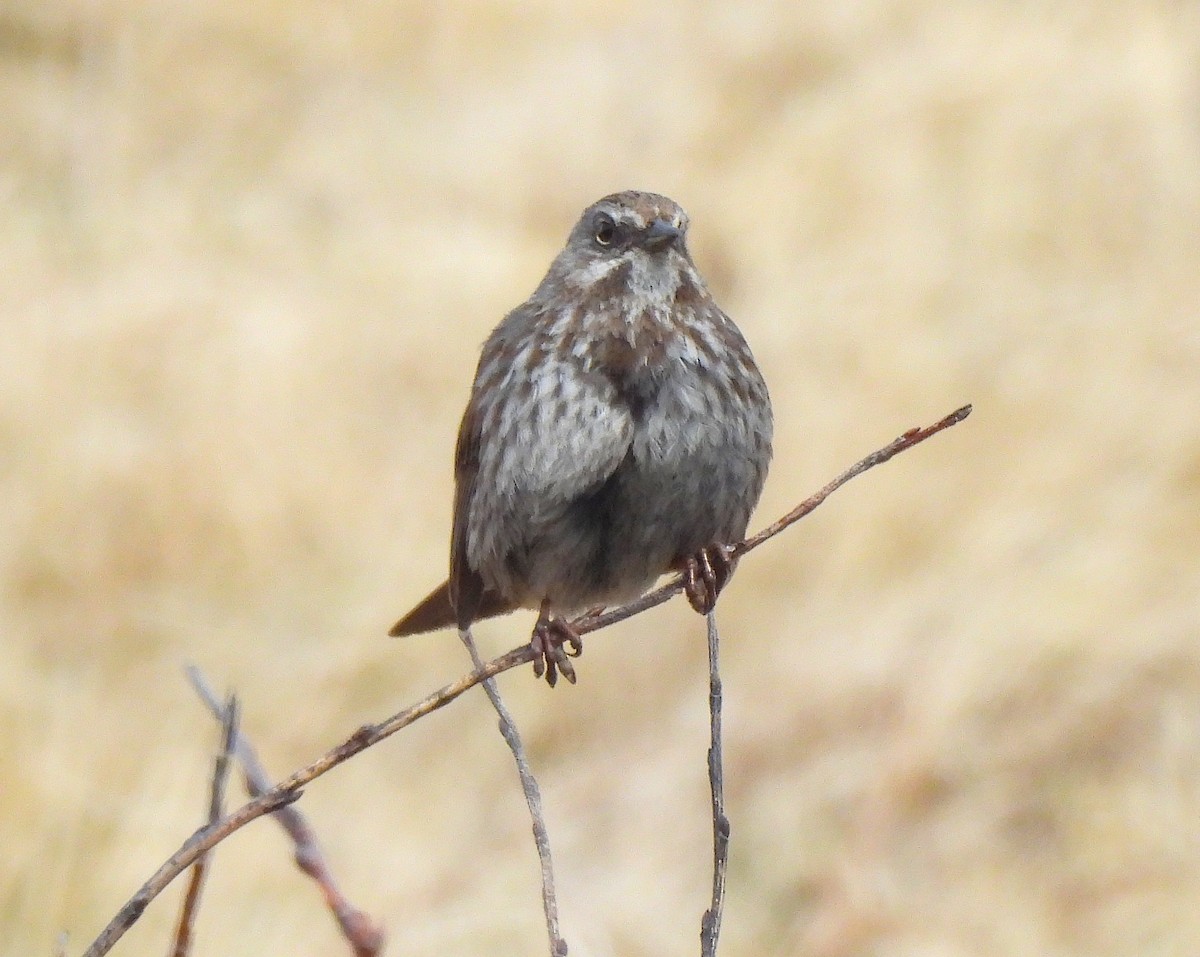 Song Sparrow - Stacy Studebaker