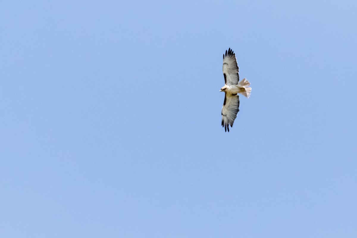 Red-tailed Hawk - ML618245491
