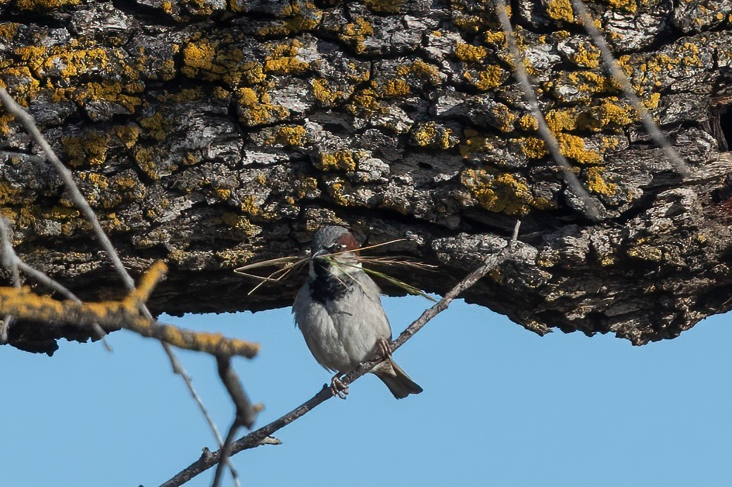 House Sparrow - Robert Shull