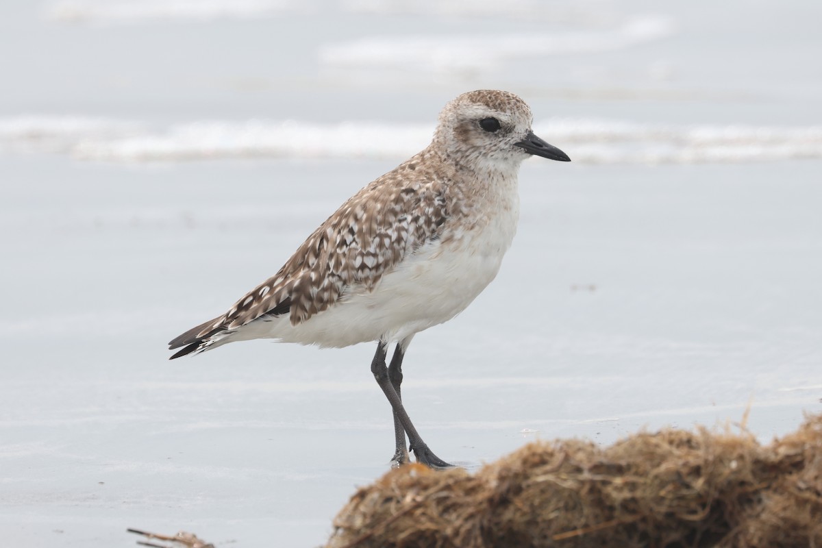 Black-bellied Plover - John Drummond