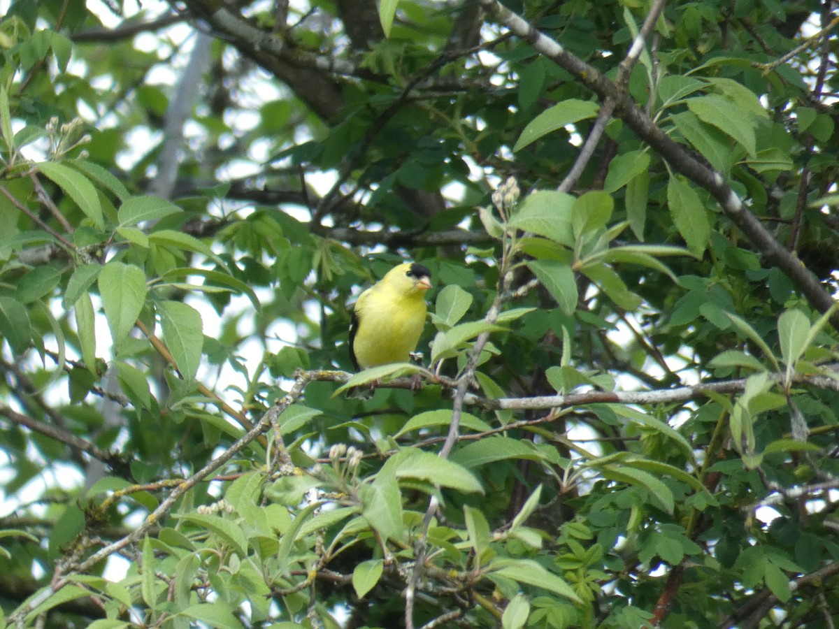 American Goldfinch - Larry Cowan