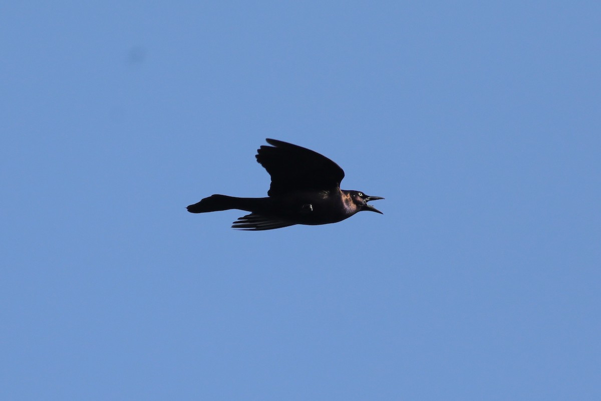 Common Grackle (Florida/Purple) - ML618245559