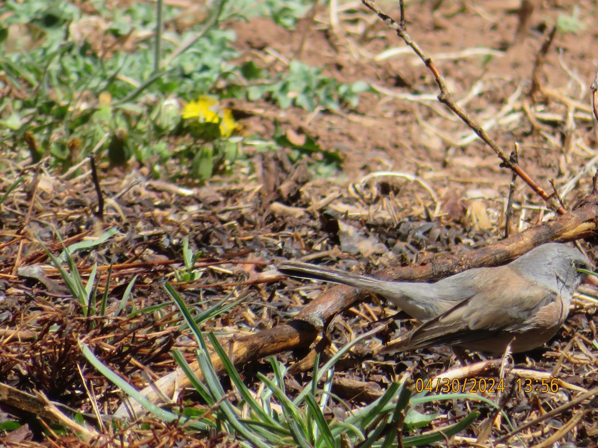 Dark-eyed Junco (Pink-sided) - Anonymous