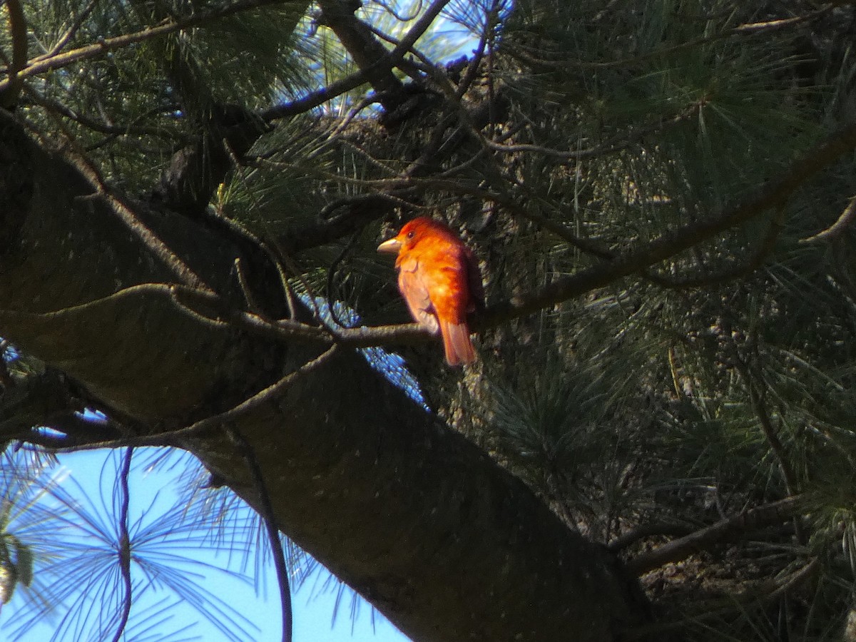 Summer Tanager - Michael McNamee