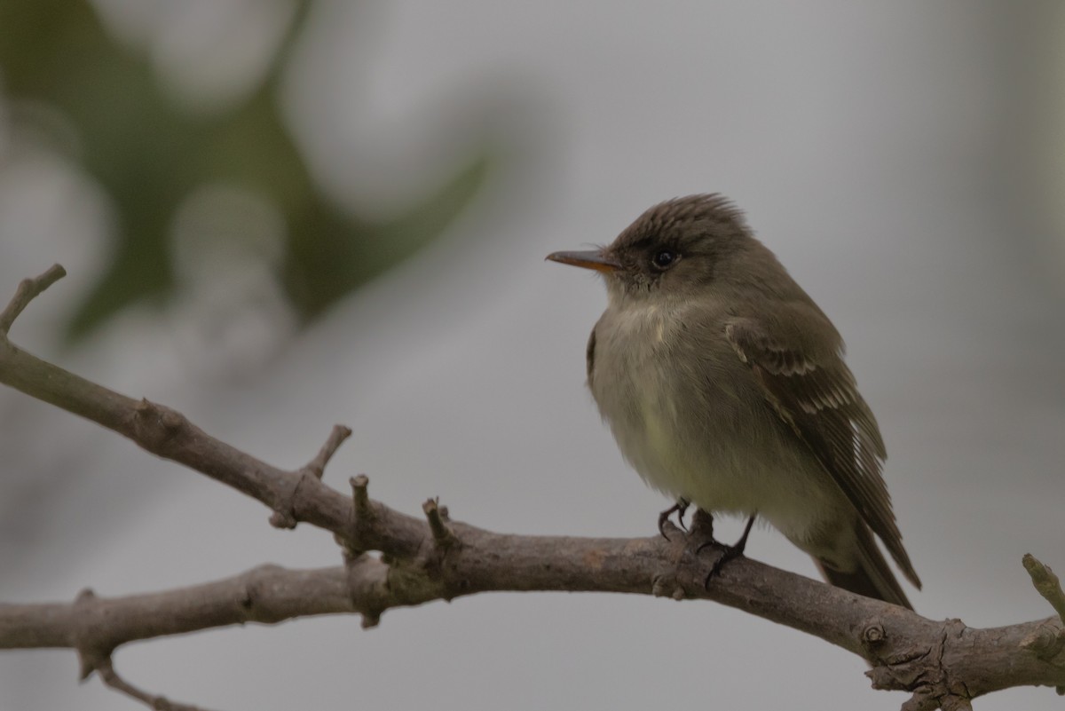 Eastern Wood-Pewee - Dan Ellison