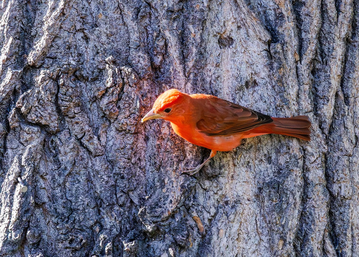 Summer Tanager - Diane Davies