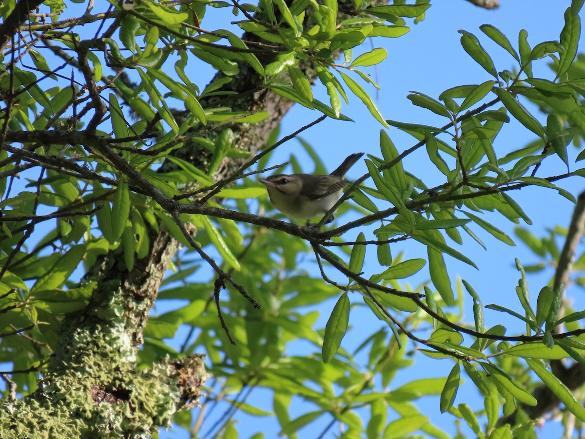 Vireo Bigotudo - ML618245583