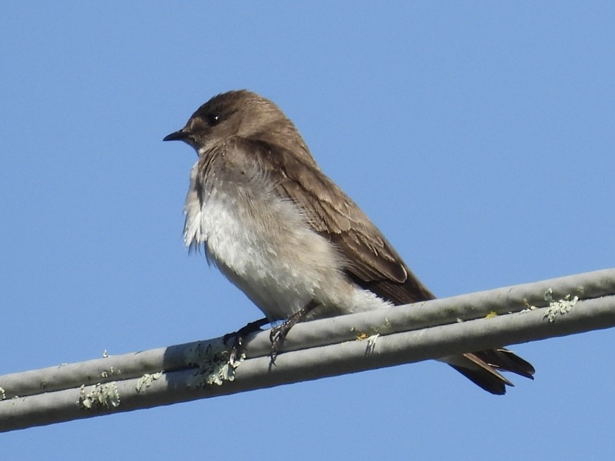 Northern Rough-winged Swallow - Patti Northam