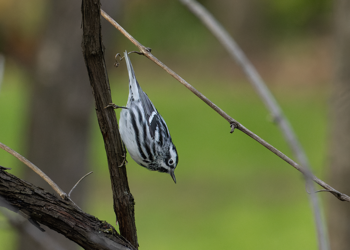 Black-and-white Warbler - Amber Joseph