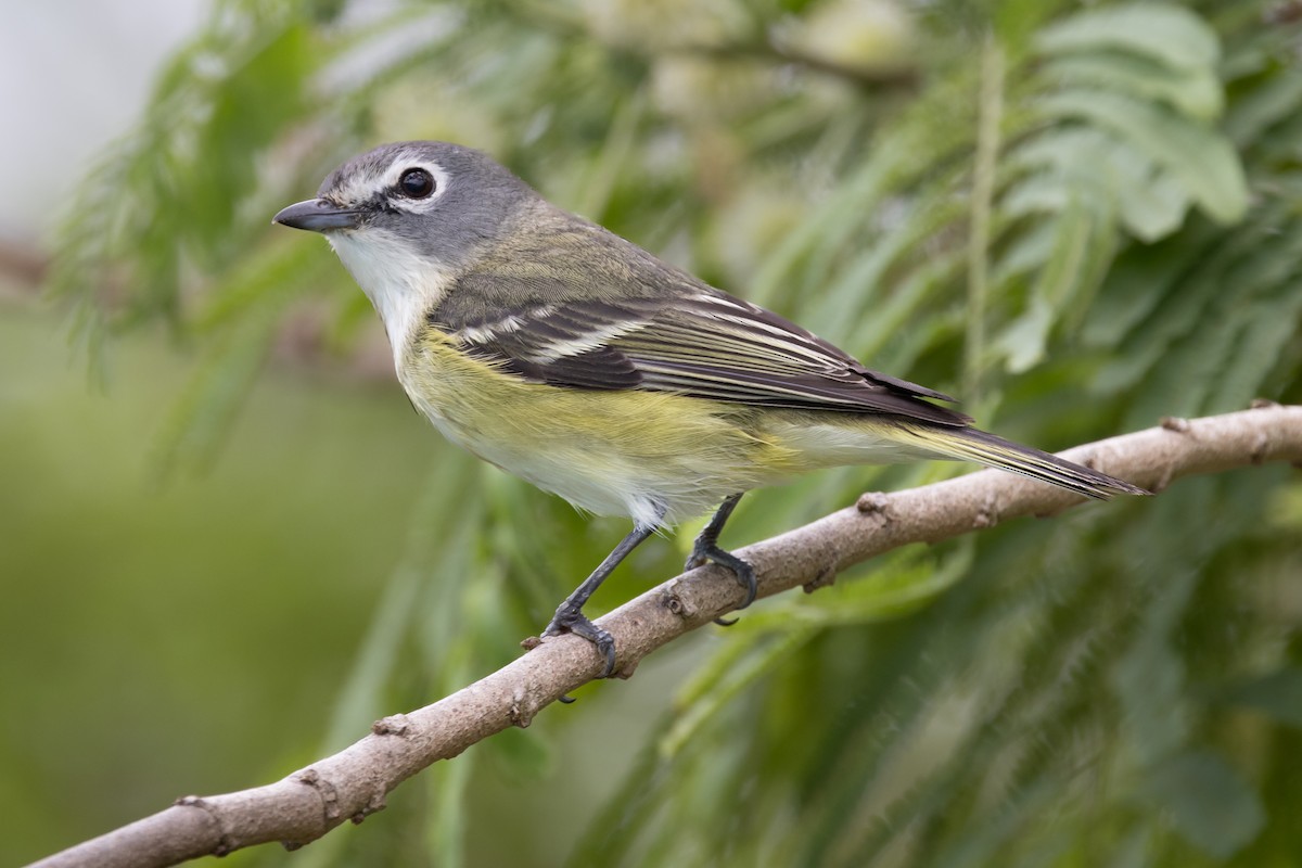 Blue-headed Vireo - Dan Ellison