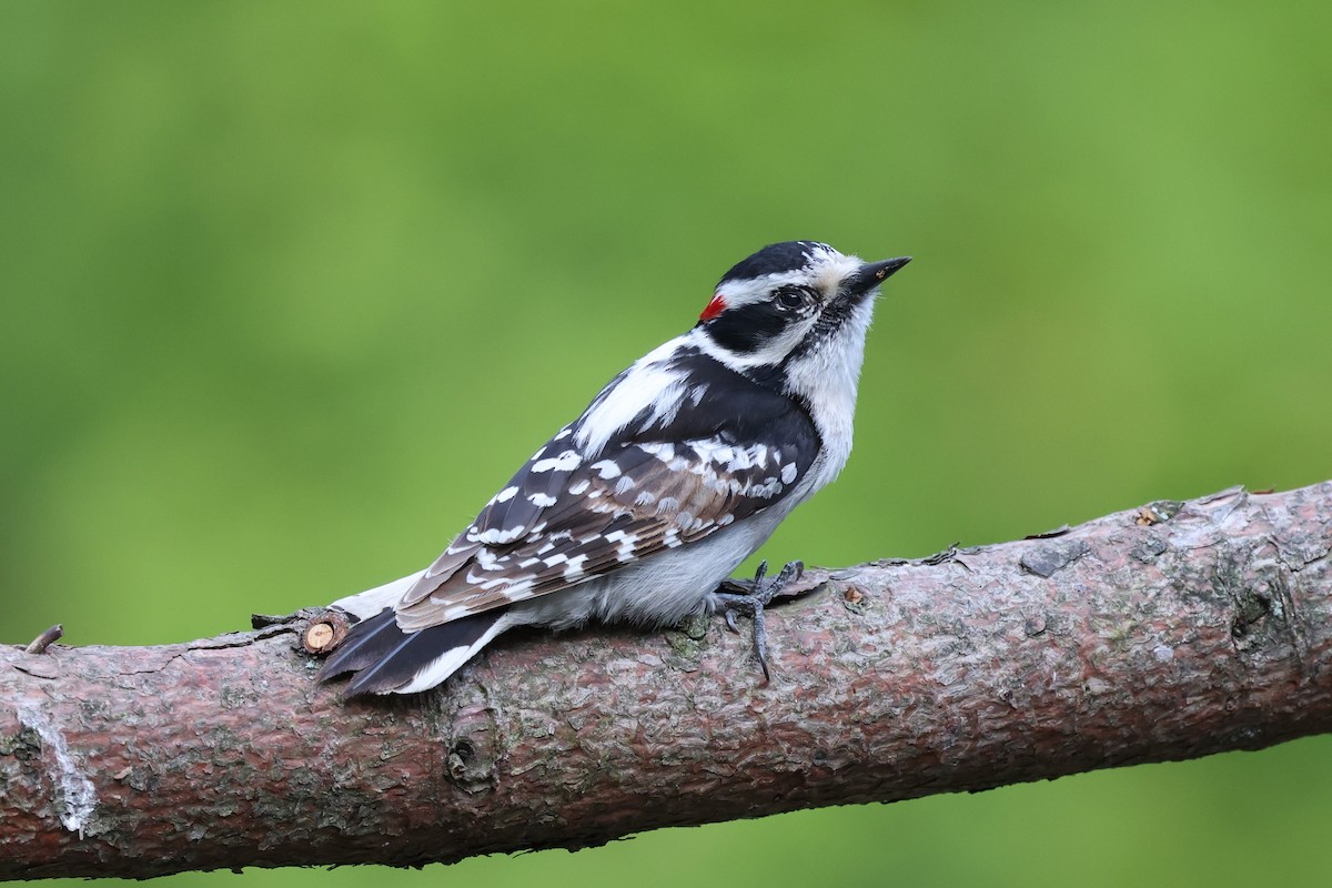 Downy Woodpecker - Mark Sak