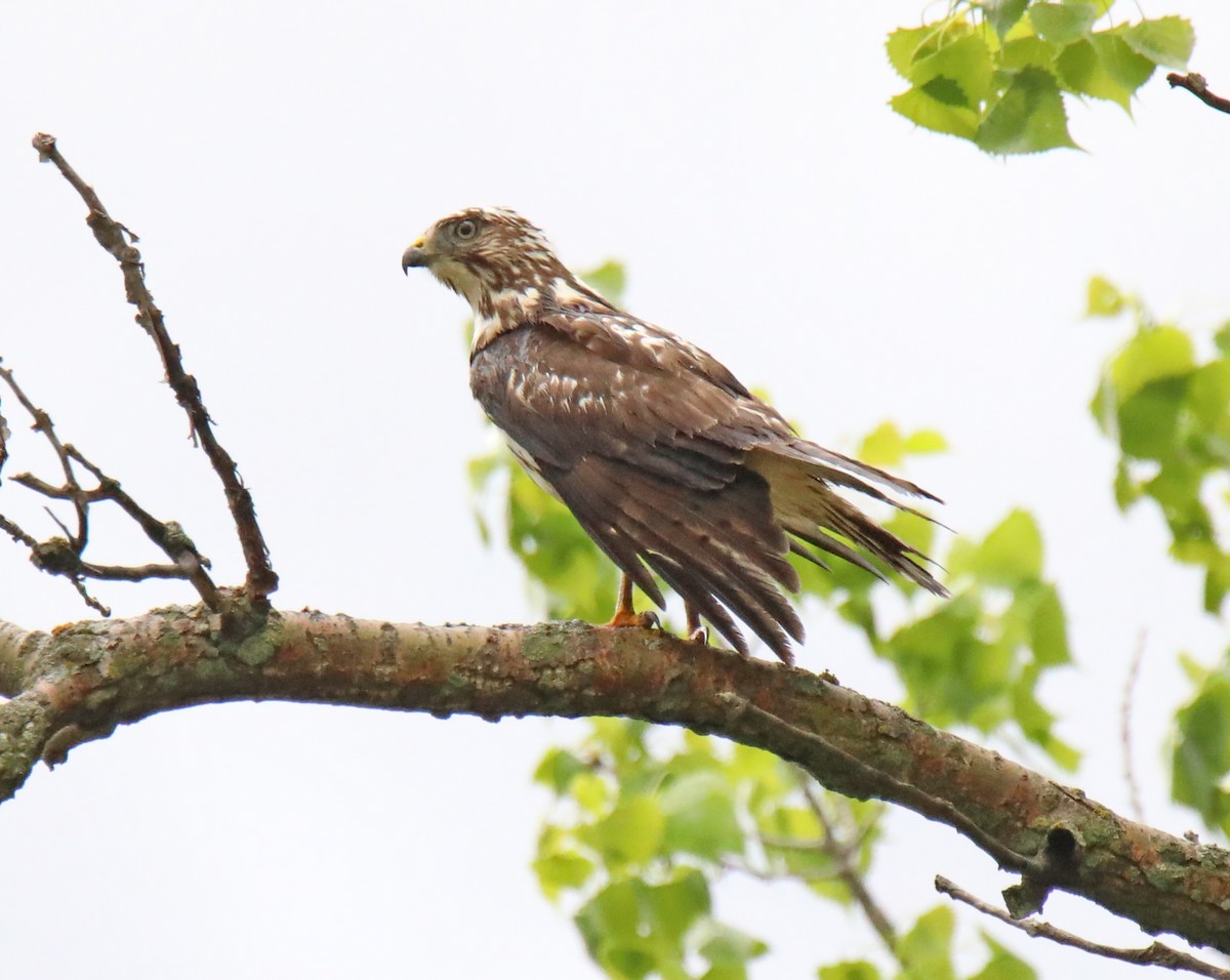 Broad-winged Hawk - Elizabeth Winter