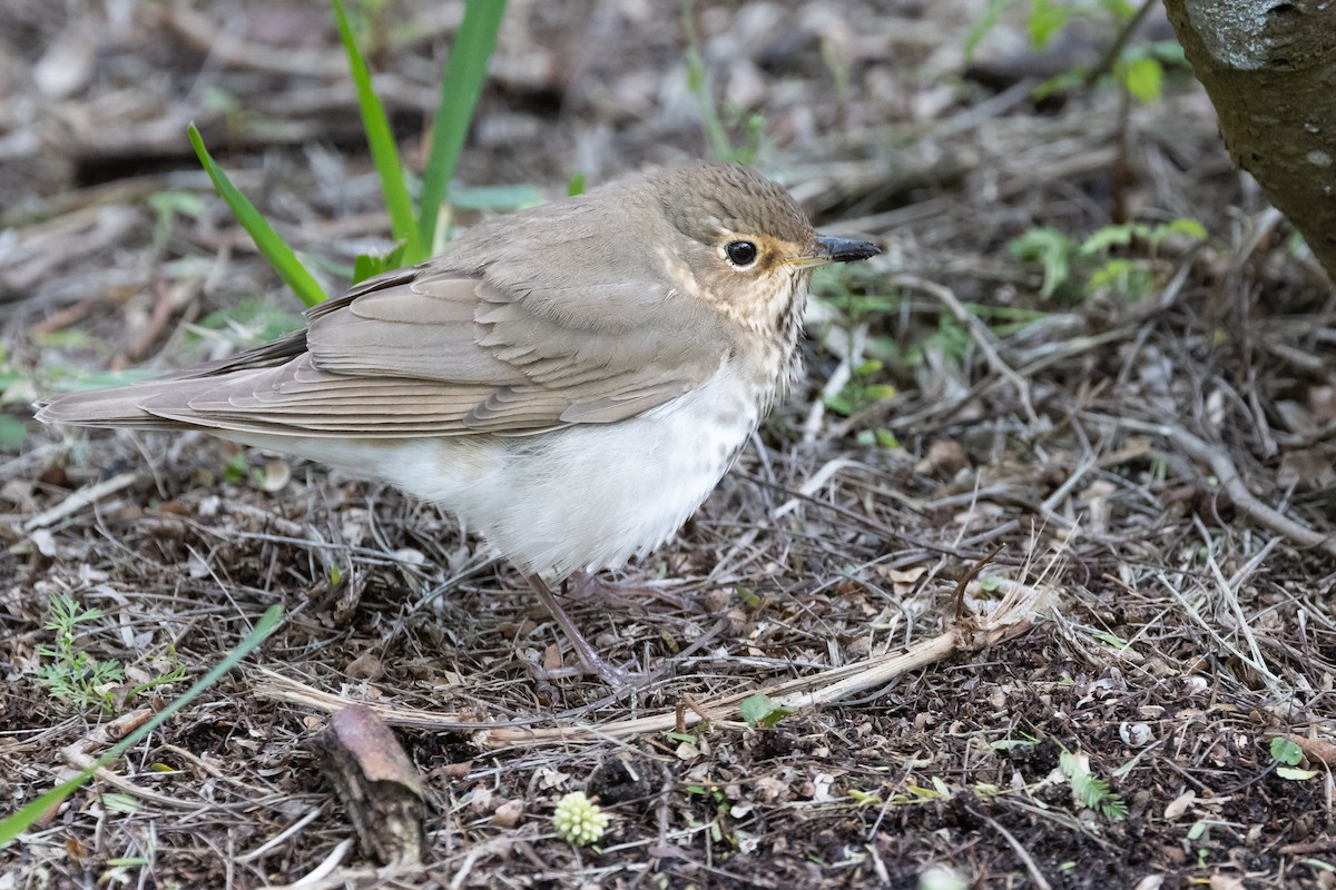 Swainson's Thrush - Dan Ellison